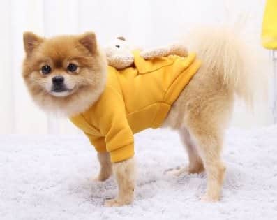 ביגוד לכלבים וחתולים דגם כיס